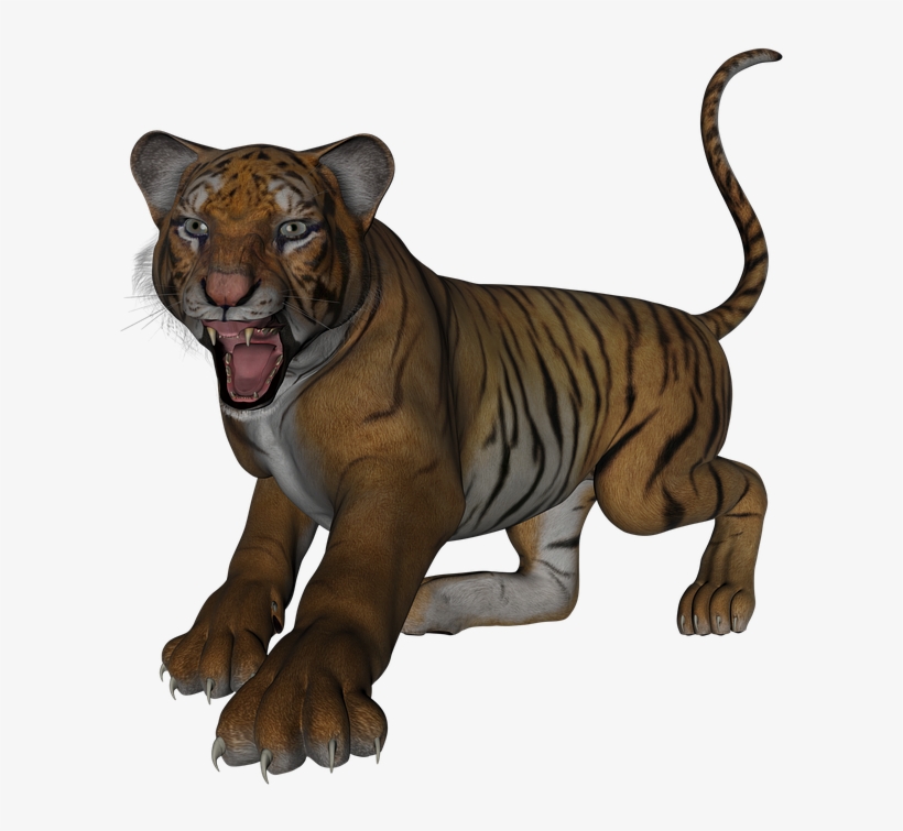 Tiger, Big Cat, Cat, Predator, Wildcat, Bengal, Feline - Cat, transparent png download