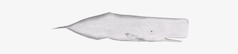 Sperm Whale Variants 3 - Mattress, transparent png download