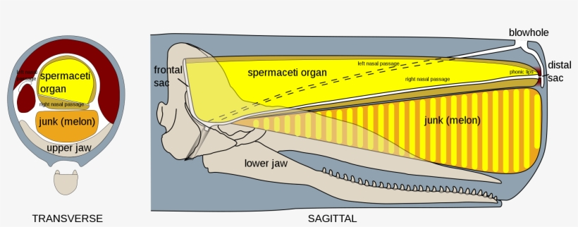 Sperm Whale Head Anatomy - Sperm Whale Oil, transparent png download