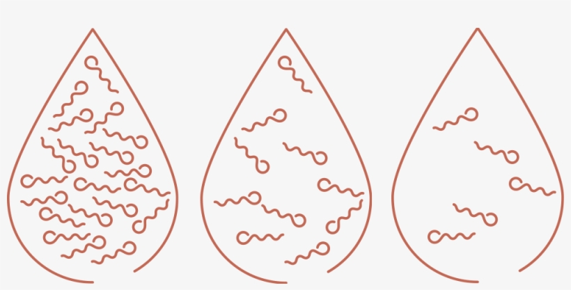 Sperm Count And Sperm Quality Motility - Diagram, transparent png download
