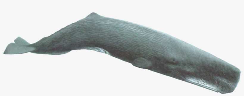 Sperm Whale Flippers, transparent png download