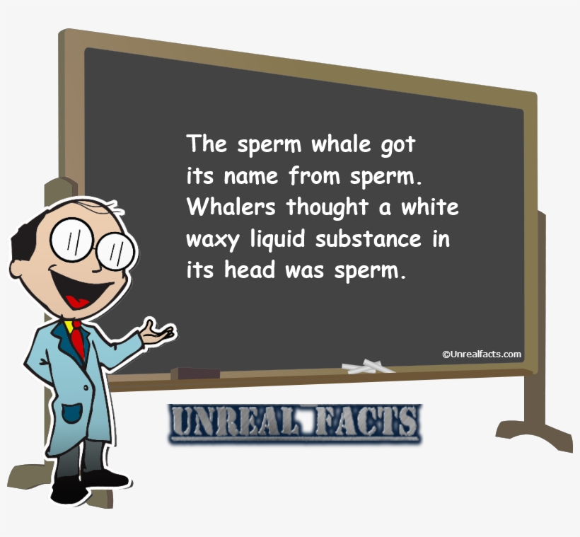 Sperm Whale Got Its Name From - Everyone Starts Out As An Asshole, transparent png download