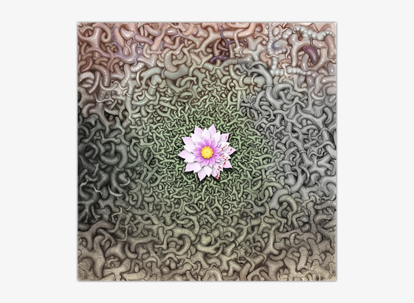 Symmetry - Gazania, transparent png download