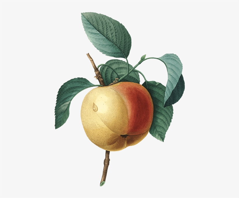 Crown Prince Rudolf - Magnolias By Pierre Joseph Redouté In Public Domain, transparent png download