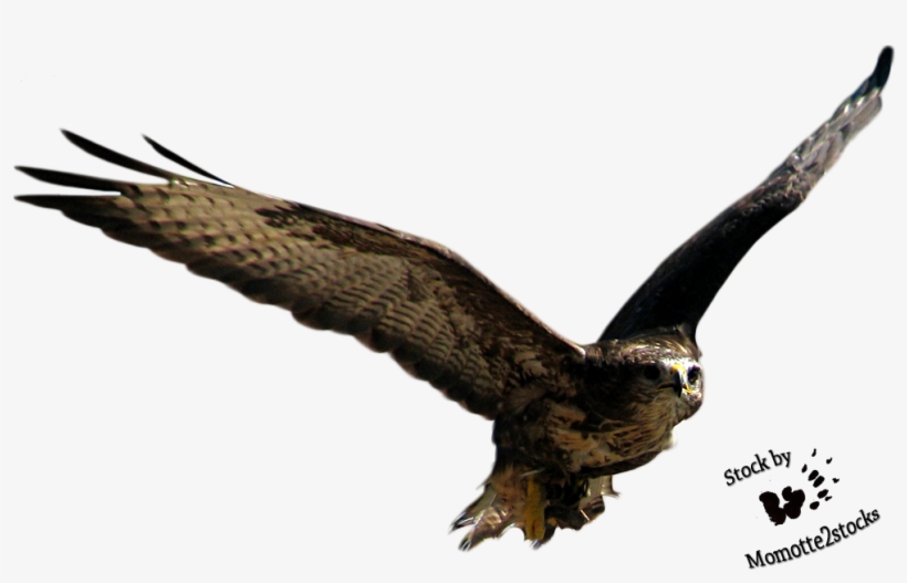 Flying Bird Png Free Download - Bird Png Hd, transparent png download