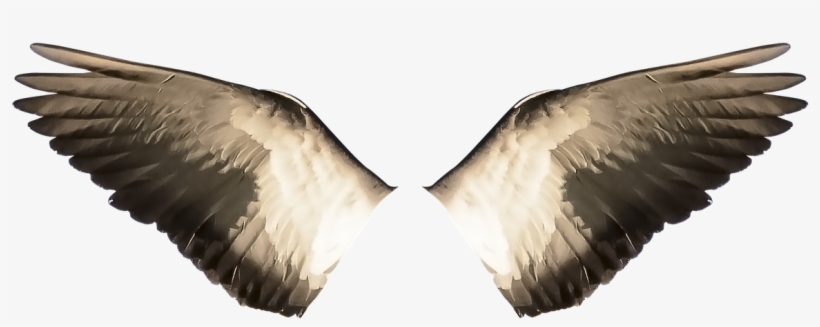 Wings,wings - Png Ala De Pajaro, transparent png download