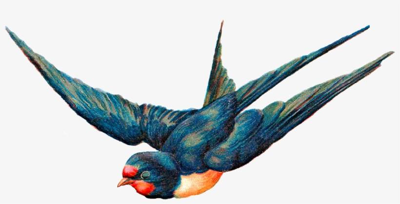 Antique Images Free Digital Blue Bird In Flight Animal - Antique Illustration Bird Free, transparent png download