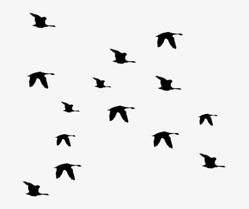 Bird Fly Png - Openclipart, transparent png download