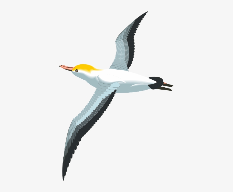 Flying Sea Gull Clip Art At Clker - Seagull Clipart Png, transparent png download