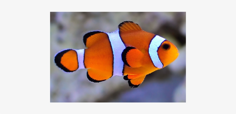 Peixes Lindos De Aquario, transparent png download