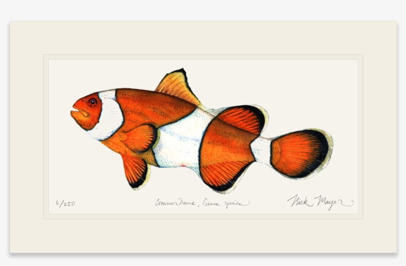 Clownfish - Silver Creek Press 2017 Sea Life Wall Calendar, transparent png download