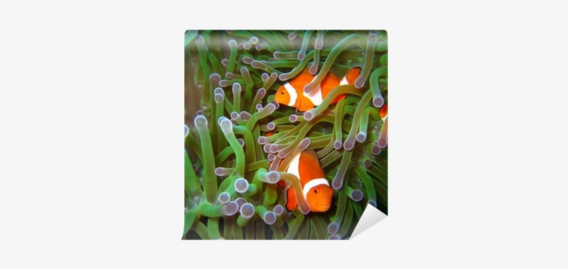 Clownfish, transparent png download