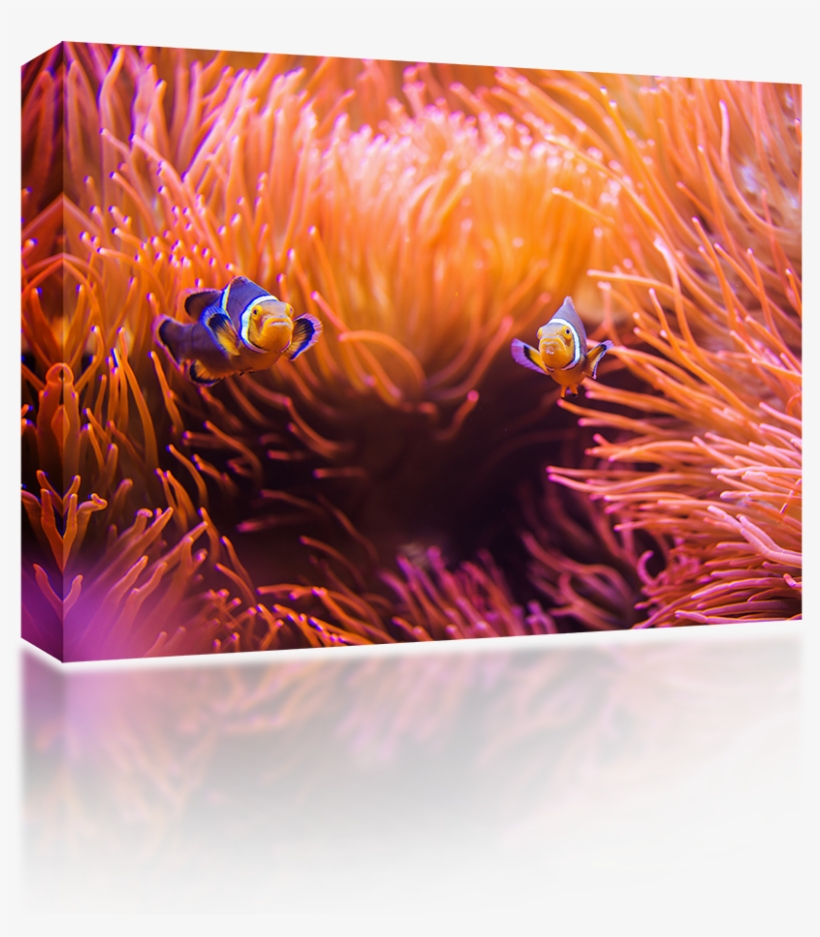 Little Clown Fish - Coral Reef, transparent png download
