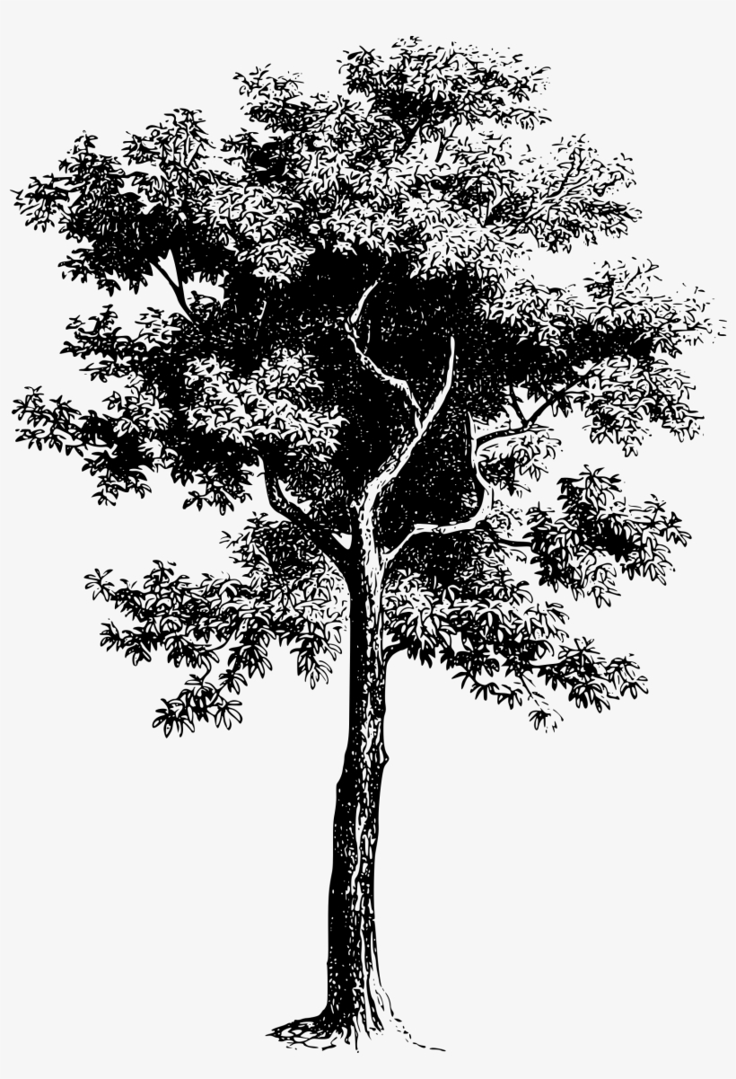 Tree Love Image Techflourish Collections Png Life Png - Vector Tree Drawing Png, transparent png download