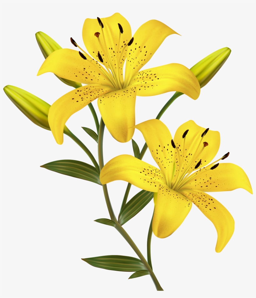 Yellow Lilies Png Clipart Image Stop By My Etsy Shop - Yellow Lily Flower Png, transparent png download