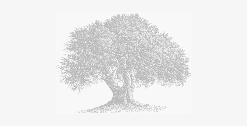 Our Olive Tree Grove - Olive Tree Black And White, transparent png download