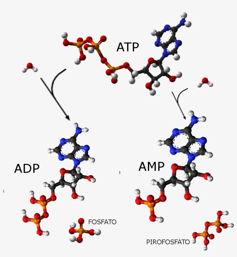Atp Adp Amp - Atp Amp And Adp, transparent png download