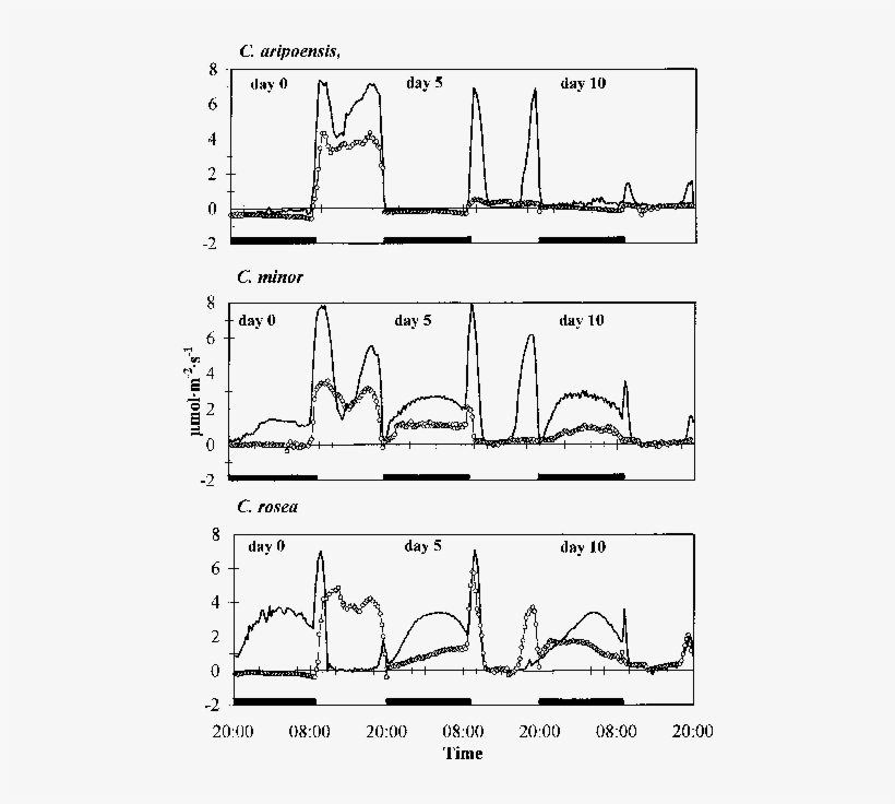 Rates Of Net Co 2 Assimilation In Young And Mature - Diagram, transparent png download
