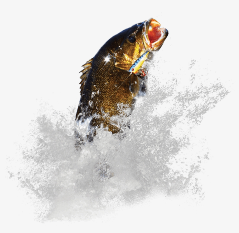 Exit 28 Off Rt - Coastal Cutthroat Trout, transparent png download