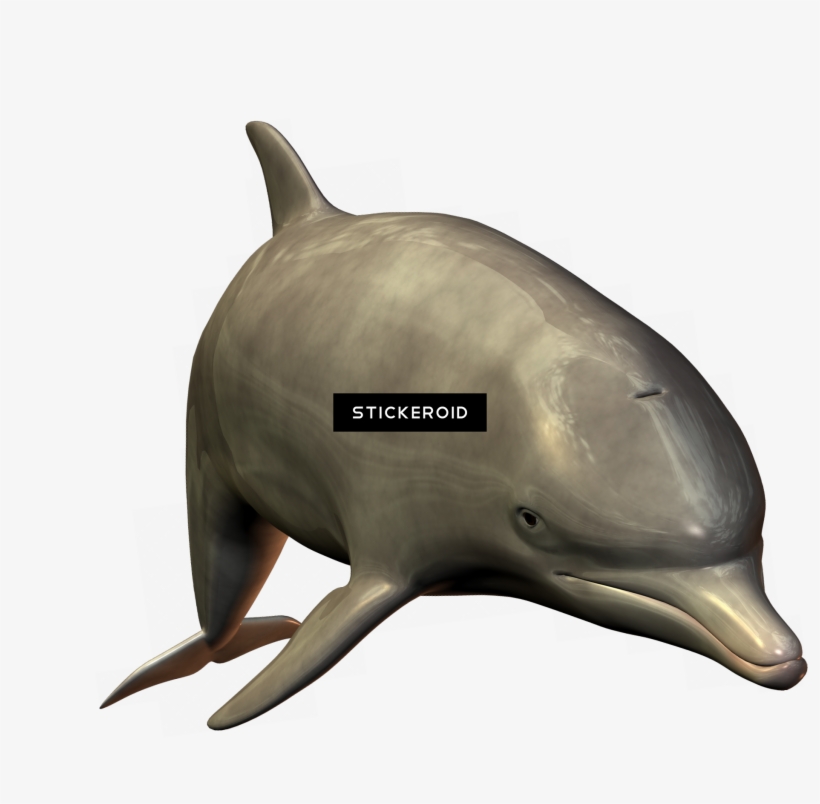 Dolphin, transparent png download