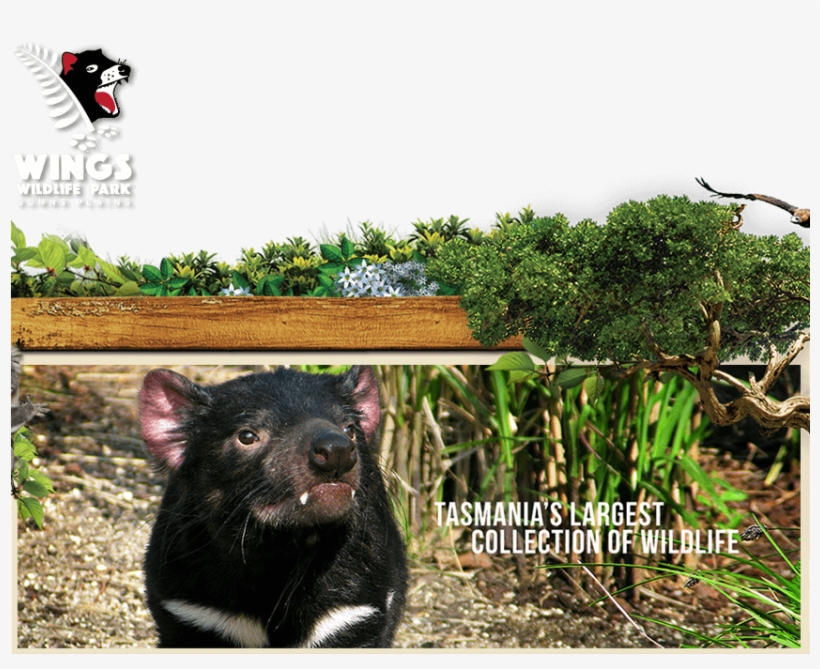 Tickets For Wings Wildlife Park - Wings Wildlife Park, transparent png download