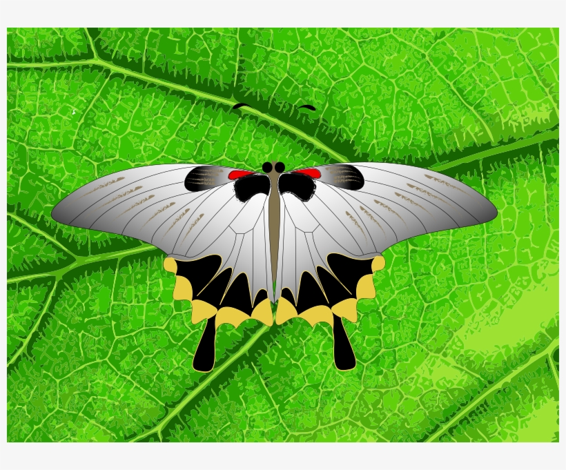 Butterfly On A Leaf - Butterfly On Leaf Shower Curtain, transparent png download