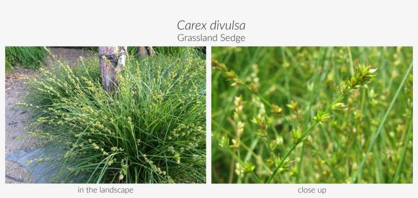 Click Here To See Our Full Carex Collection And Here, transparent png download