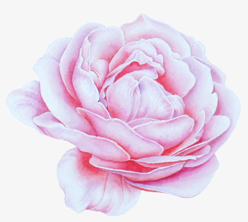Blooming Peony Flower Png Transparent - Portable Network Graphics, transparent png download