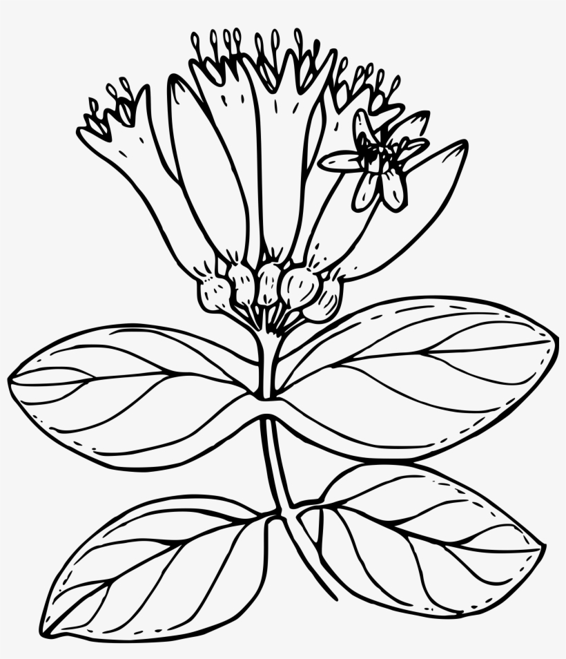 This Free Icons Png Design Of Orange Honeysuckle, transparent png download