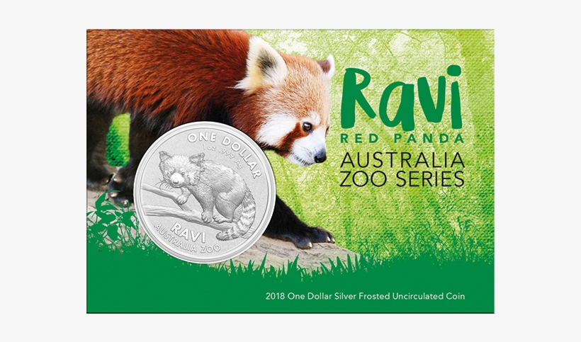 1 $ Ravi - Red Panda, transparent png download