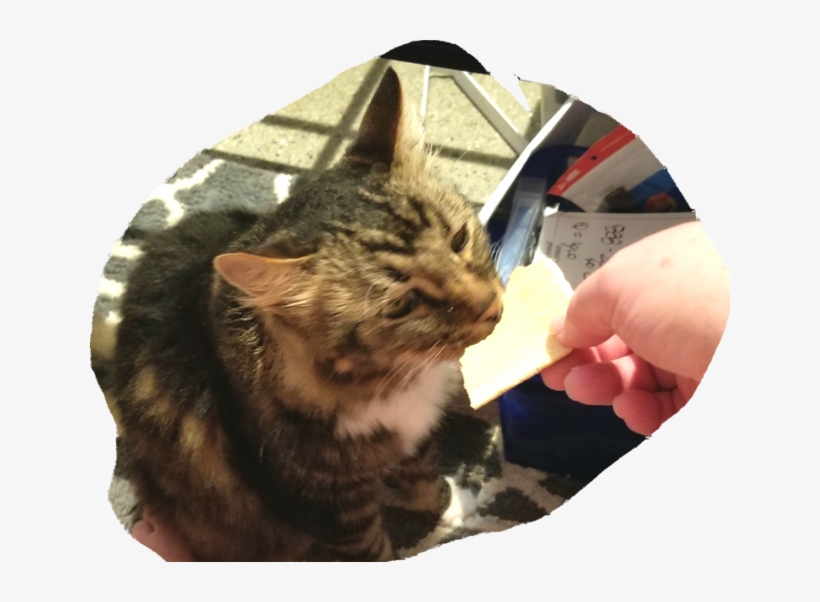 Cat Loves Poptarts - Domestic Long-haired Cat, transparent png download