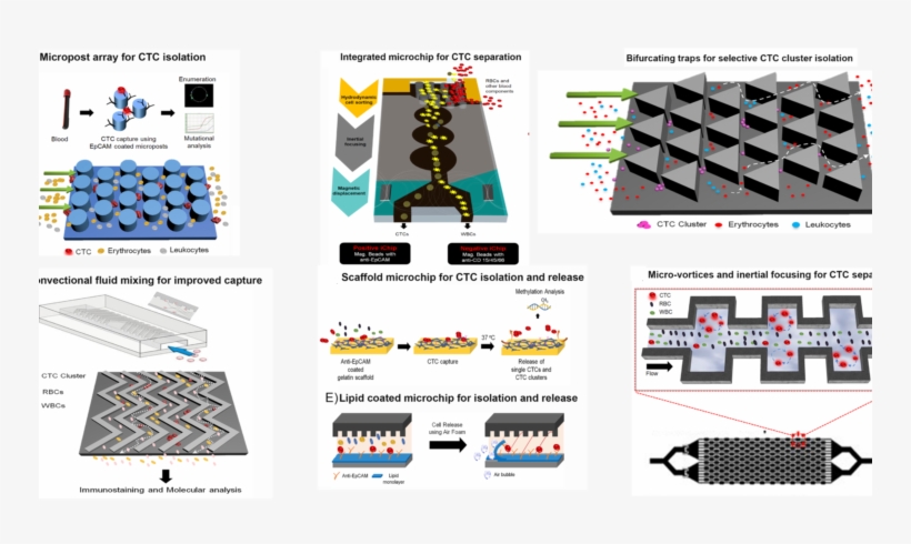 A Comprehensive Review On Ctc Clusters - Research, transparent png download