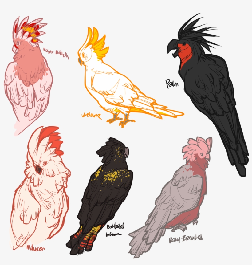 Vector Free Download Moluccan Tumblr Cockatoos Pinterest - Cockatoo, transparent png download