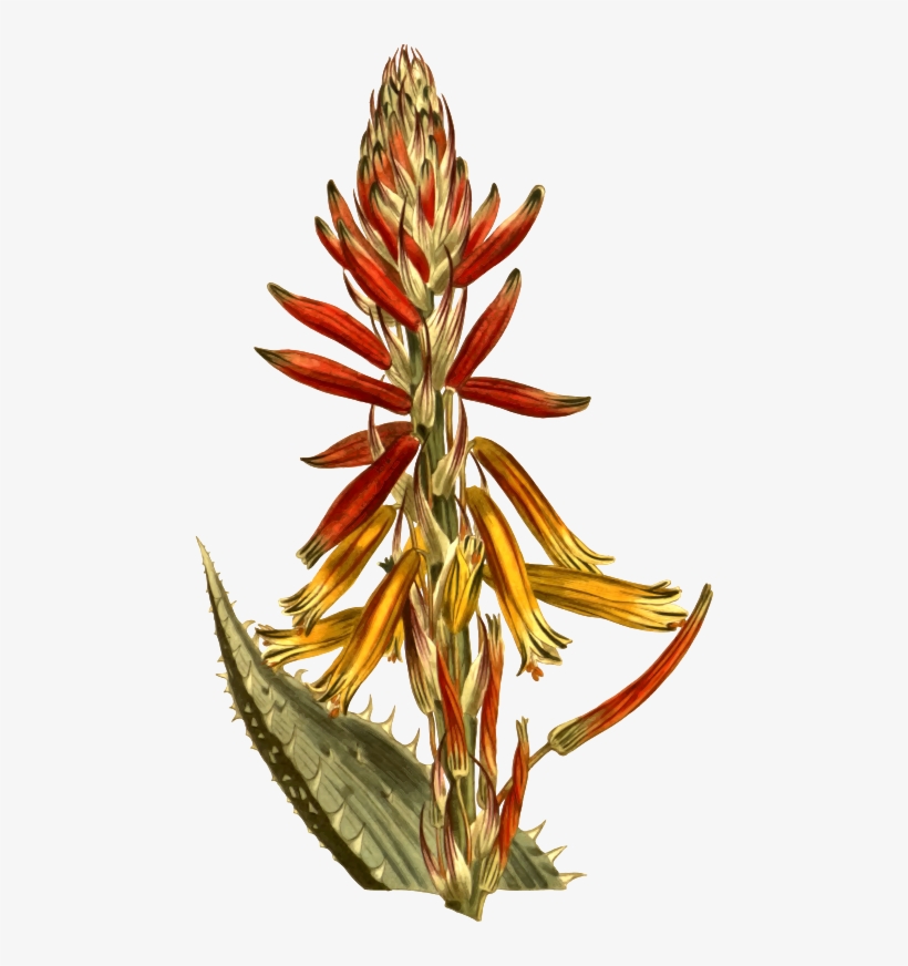 Medium Image - Aloes, transparent png download