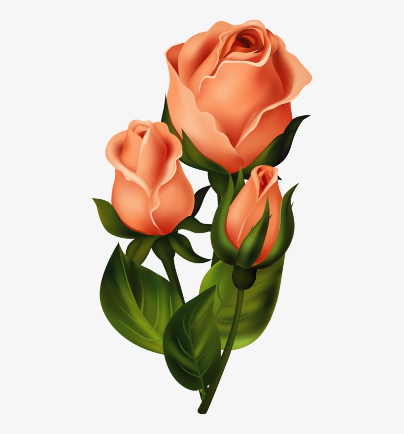 Roses,pink,roze,rosa, - Flowe Roze, transparent png download