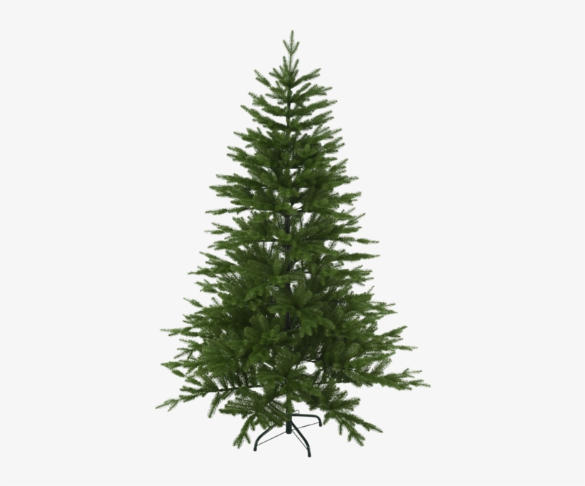Christmas Tree Wasa - Real Christmas Tree Fir, transparent png download