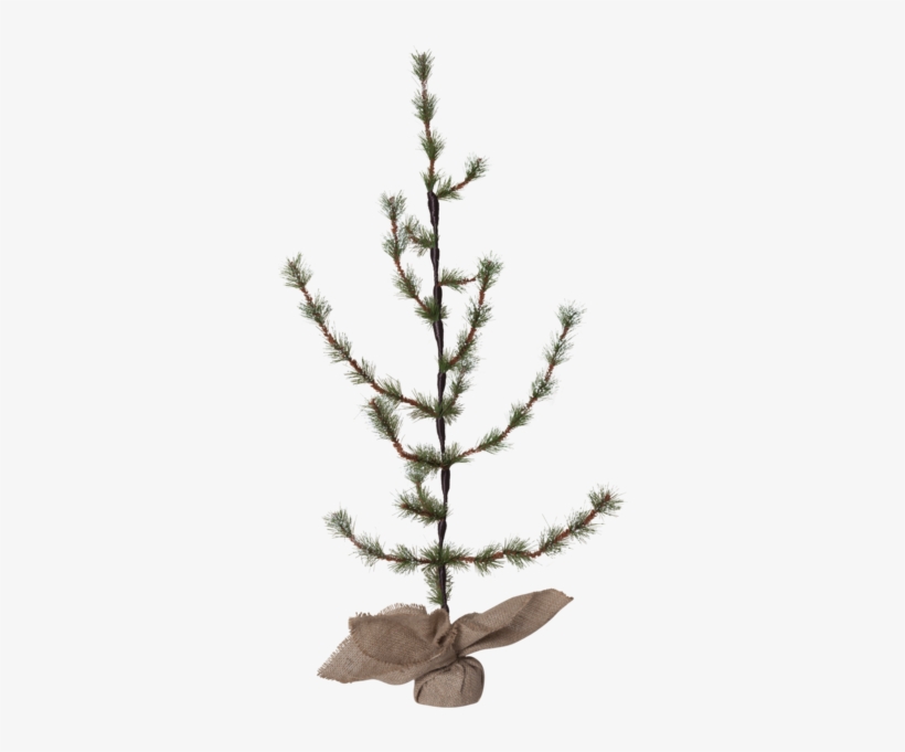 Decorative Tree Larix - Best Season Tannenbaum Im Jutesack Larix, Ca.90 X 50, transparent png download