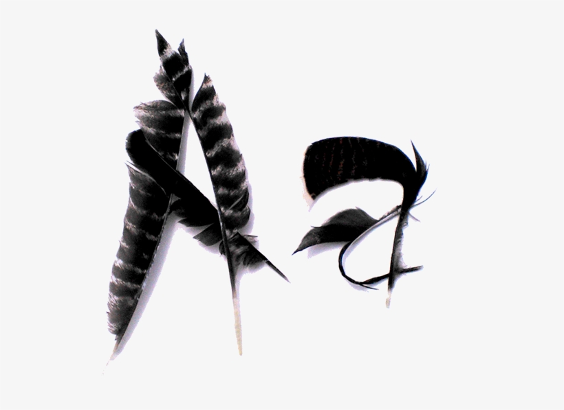 Plumas De Pavo - Insect, transparent png download