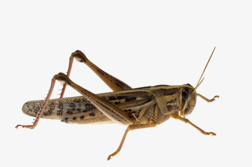 Grasshopper Transparent - Locusts, transparent png download