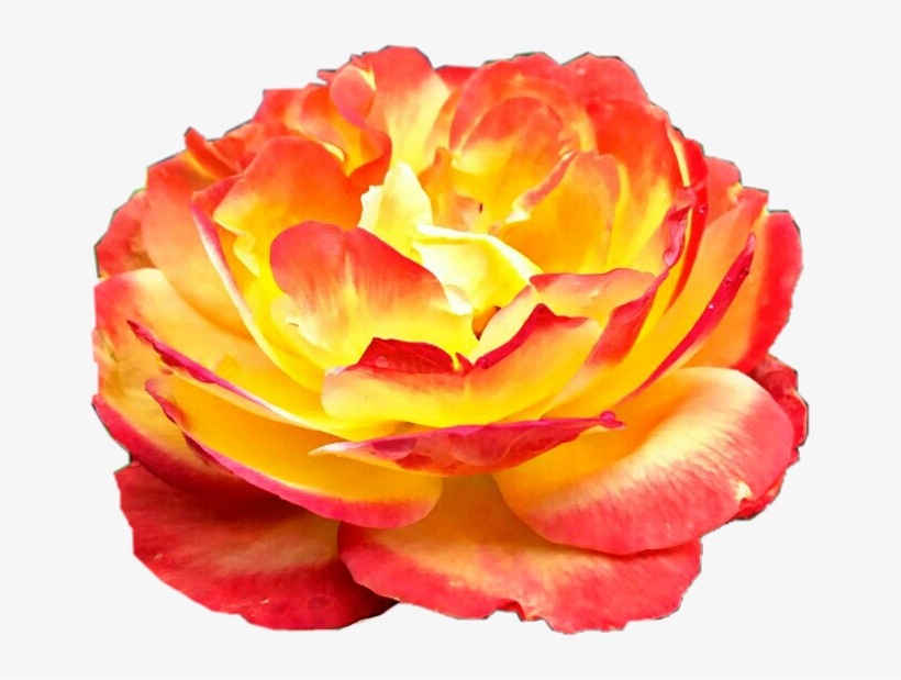 Yellow Sunburst Roses Download Sunburst Rose Flower Yellow Red Orange Beautiful Nature ...
