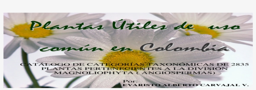 Camomile, transparent png download