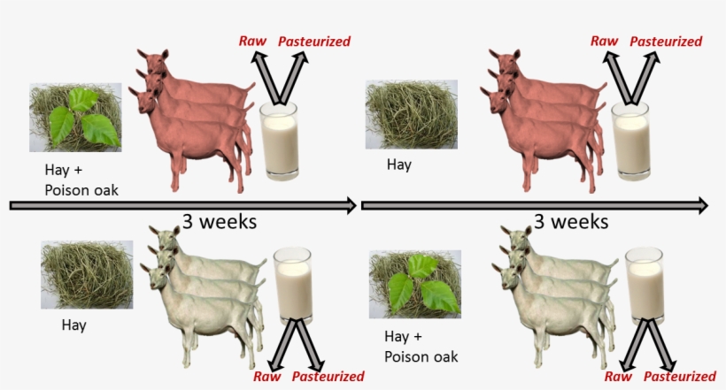 Experimental Design - Design, transparent png download