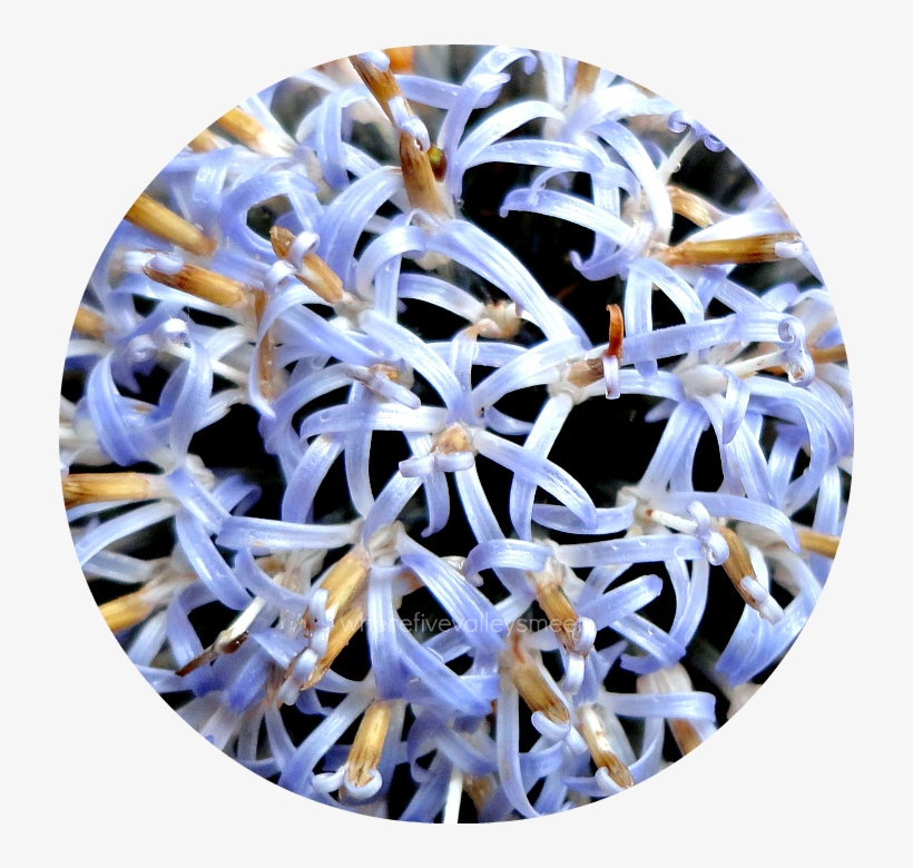 Globe Thistle, transparent png download