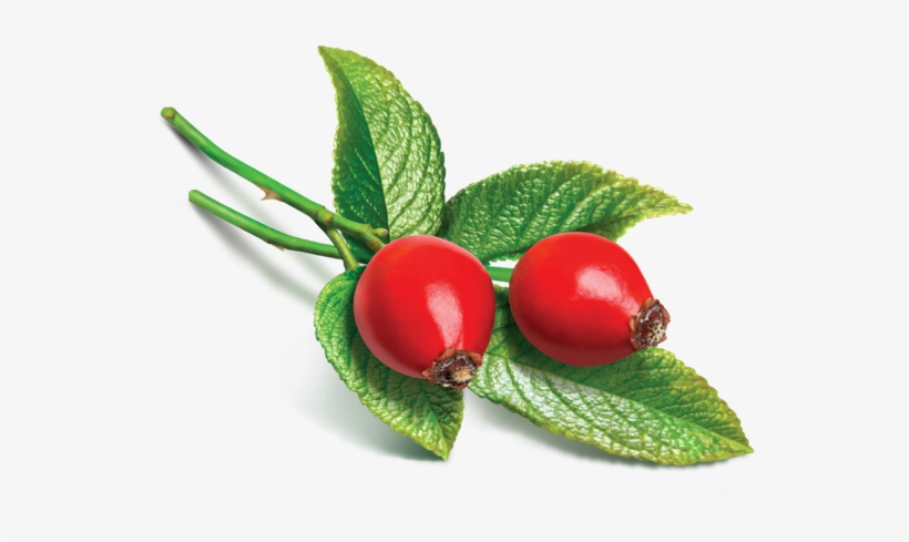 Castor Oil - Avalon Organics Wrinkle Therapy Facial Serum With Q10, transparent png download