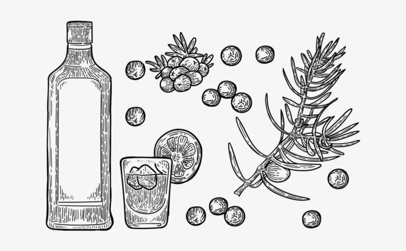 Free Hand Drawn Juniper Vector - Gin Vector Free, transparent png download