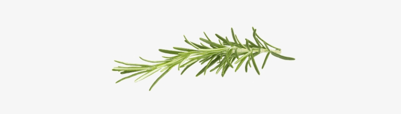 Rosemary Clip Art, transparent png download
