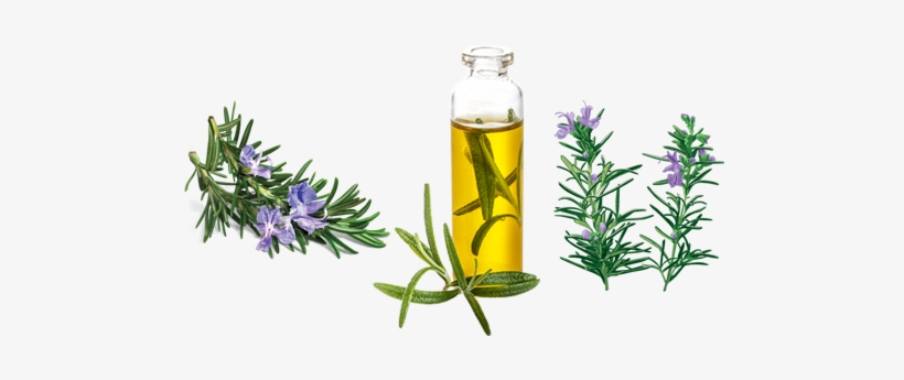 Rosemary Essence - Avalon Organics - Shampoo Volumizing Rosemary - 11, transparent png download