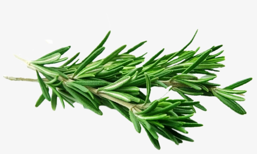 These Are Thought To Help Boost The Immune System And - رزماری و مریم گلی, transparent png download