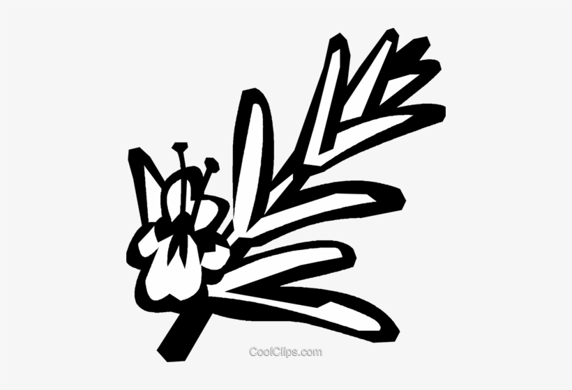 Rosemary Royalty Free Vector Clip Art Illustration - Rosemary Clip Art, transparent png download