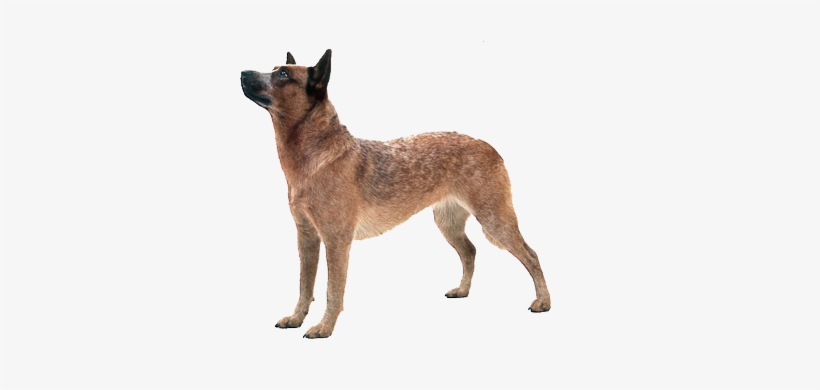 Free Icons Png - Australian Cattle Dog, transparent png download